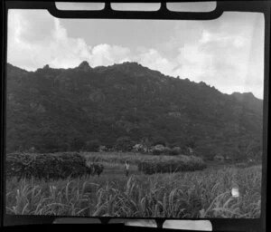 View of sugar cane loaded onto the train at a sugar plantation, Nadi, Fiji