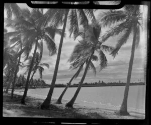 Coconut palms growing on Saweni Beach, Fiji