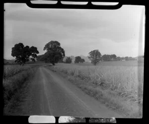 Dirt road with sugar cane on either side, Ba, Fiji