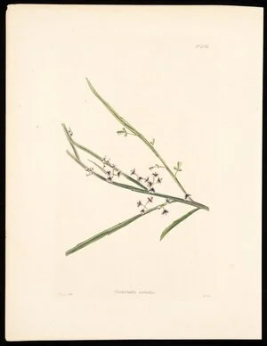 Boys, T, fl ca 1820? :Carmichaelia australis. No. 1061. T Boys del; G.C. sc. [London? ca 1820?]