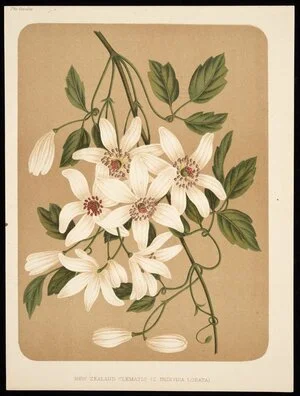 Artist unknown :New Zealand clematis (c. indivisa lobata). The Garden [1878].
