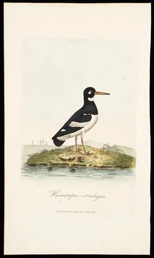 Artist unknown :Haematopus ostralegus. Pub. by G Graves, Walworth, 1 Feb. 1811