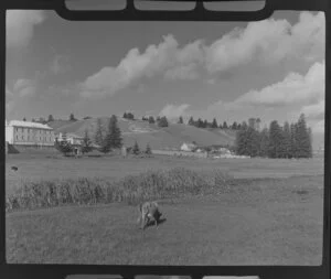 Cow in cultivated land in front of old buildings, Norfolk Island