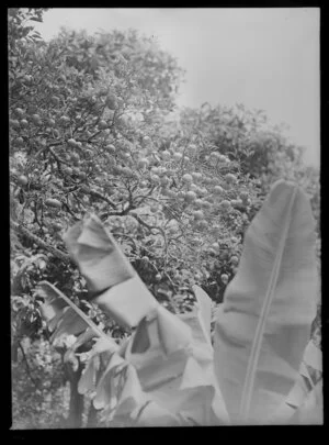 Banana plant and citrus fruit tree, Norfolk Island