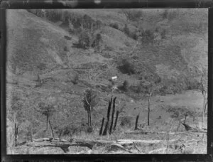 Rural scene in Nelson