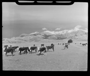 Cattle in Manapouri region, Southland district