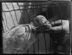 Parrot in cage being scratched by hand of unidentified human, location unknown