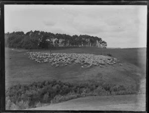 Flock of sheep and lambs being mustered in paddock, location unknown