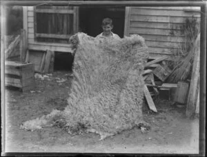 Unidentified boy holding up a large sheepskin outside farm shed, location unknown