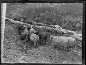Deforestation, featuring bullock team and unidentified drover, King Country, Waikato Region