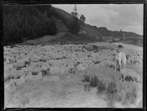 Flock of sheep resting at rural roadside, including grazing horse, location unknown
