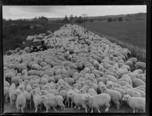 Cars making their way through a flock of sheep on a rural road, location unknown