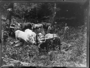 Bullock team and unidentified drovers in dense native bush, King Country, Waikato Region