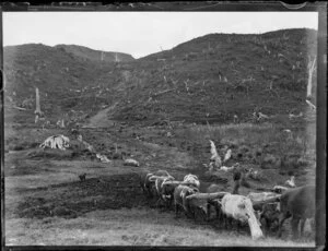 Deforestation, featuring unidentified drover and bullock team hauling log, King Country, Waikato Region