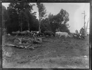 Deforestation, featuring unidentified drover and bullock team hauling log, King Country, Waikato Region, including cart in foreground