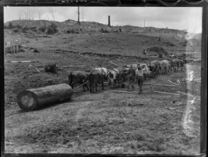 Deforestation, featuring unidentified drover and bullock team hauling a log, King Country, Waikato Region