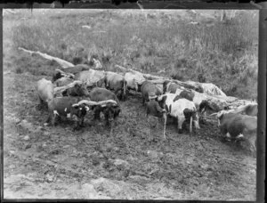 Deforestation, featuring unidentified drover and bullock team, King Country, Waikato Region