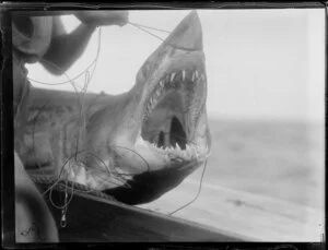 [Great White Shark?] with mouth pulled open by unidentified fisherman, Ninety Mile Beach, Far North District, Northland Region, including teeth