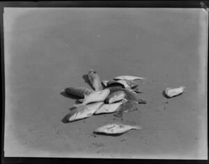 Fish lying on sand, Ninety Mile Beach, Far North District, Northland Region