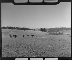 Horses in paddock, Timaru