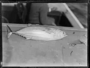 Dead fish on boat, Bay of Islands, Far North District, Northland Region