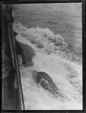 Whale carcass is towed alongside whaling boat, Bay of Islands, Far North District, Northland Region