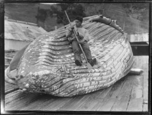 Unidentified Māori whaler resting on the throat grooves of a whale at a whaling station, Bay of Islands