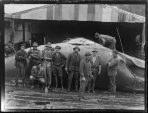 Unidentified whalers with dead whale at whaling station, Bay of Islands, Far North District, Northland Region