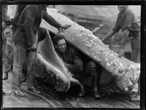 Unidentified Maori whaler sitting in the mouth of a dead whale at a whaling station, Bay of Islands, Far North District, Northland Region, featuring balene