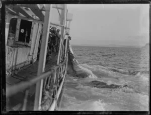 Dead whale towed alongside whaling boat, including unidentified whalers, Bay of Islands, Far North District, Northland Region