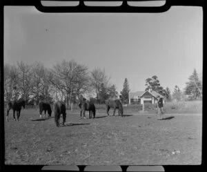 Horses in paddock, Timaru