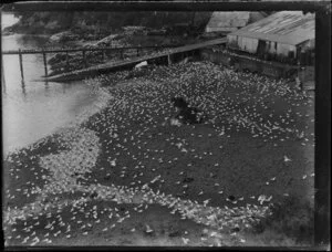 Numerous seagulls flocked on the beach at a whaling station, Bay of Islands, Far North District, Northland Region
