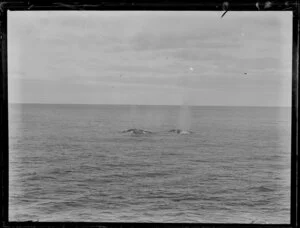 Two whales, which are being pursued by a whaling boat, Bay of Islands, Far North District, Northland Region