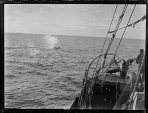 Whaling boat pursuing whale in open sea, Bay of Islands, Far North District, Northland Region, including harpoon gun