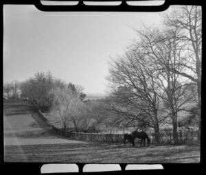 Horses in paddock, Timaru