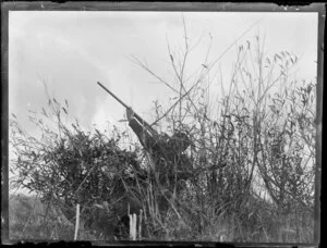 Duck shooting, featuring unidentified hunter, who is obscured behind a thicket of bushes, taking aim, location unknown