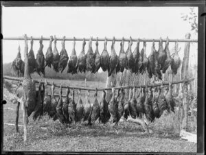 Duck shooting, featuring dead ducks strung up on rack, location unknown