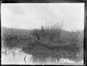Duck shooting, featuring unidentified hunter hiding in waterside bushes with gun, location unknown