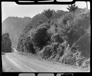 Road with nikau palms and bush, Punakaiki, West Coast
