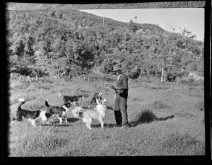 Rural scene, farmer and his dogs, Whitianga,Coromandel Peninsula