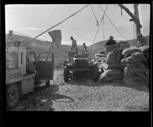 Topdressing group stacking sacks, Ponui Island, Hauraki Gulf, Auckland