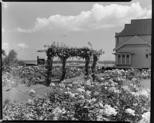 Rose garden, Parnell, Auckland