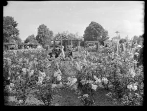 Rose gardens, Parnell, Auckland