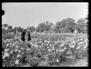 Rose gardens, Parnell, Auckland