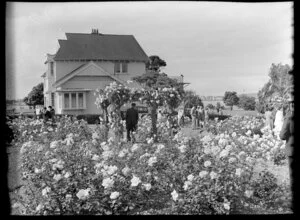 Rose gardens, Parnell, Auckland