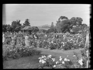 Rose gardens, Parnell, Auckland