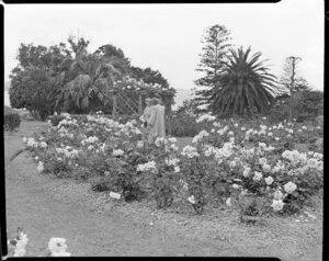 Rose gardens, Parnell, Auckland