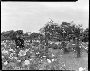 Rose gardens, Parnell, Auckland