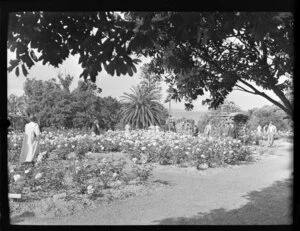 Rose gardens, Parnell, Auckland