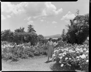 Rose gardens, Parnell, Auckland